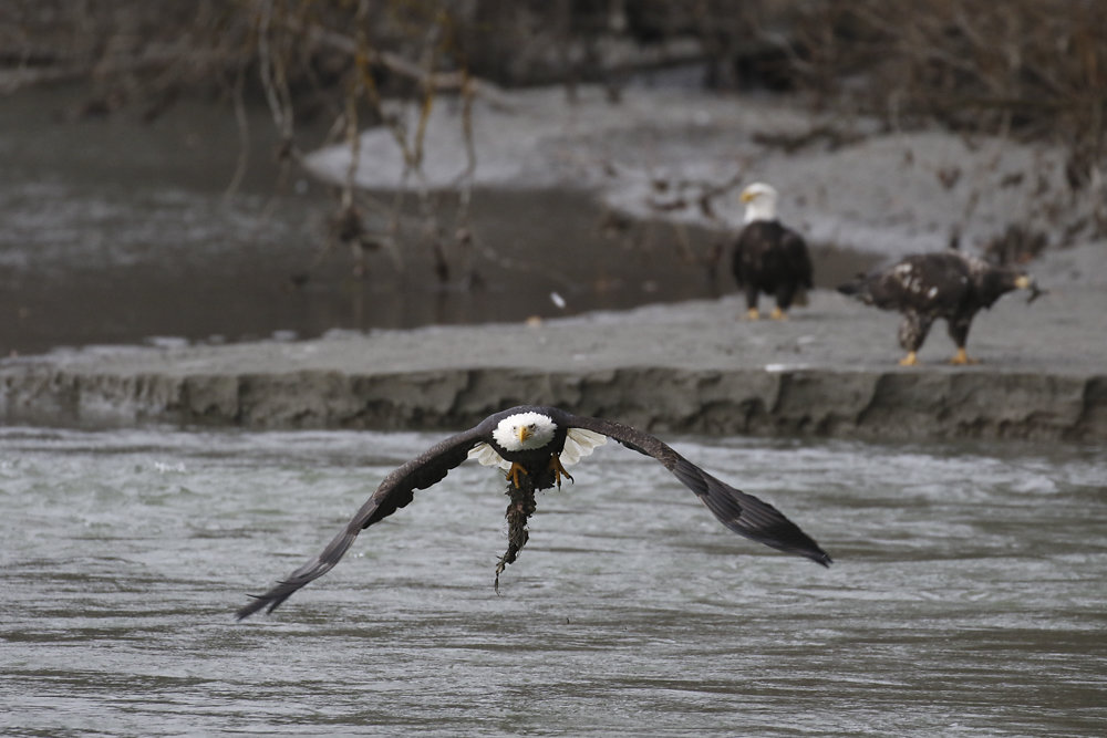 Bald Eagle