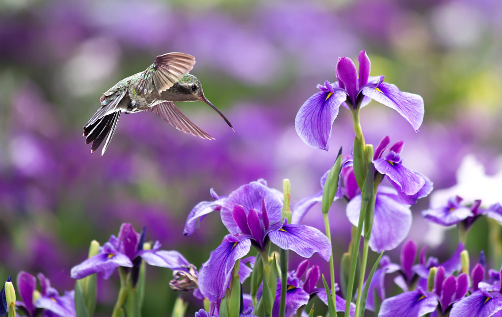 Annas Hummingbird in Flight with Purple Irises Flowers