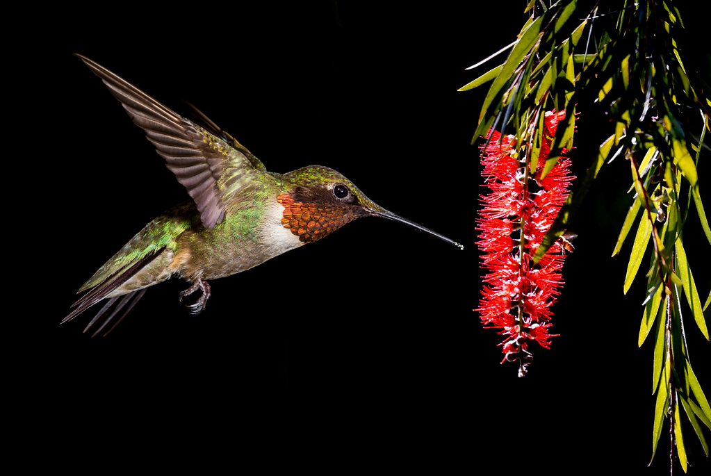 Ruby-throated hummingbird feeding from Bottlebrush flower