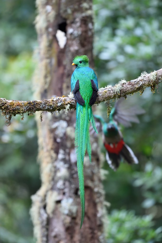 Male of resplendent quetzal nesting