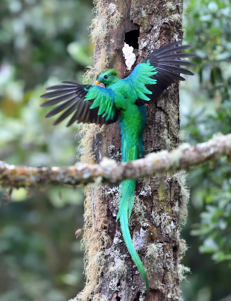 Male and female of resplendent quetzal