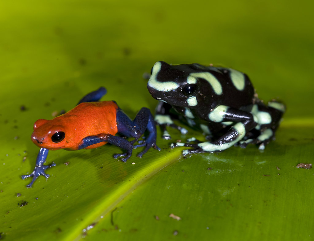 strawberry or blue jeans  and green and black poison dart frog